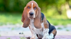 Najviac tvrdohlavé plemená psov - fotografie a popis