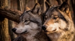 Najvernejších zvierat