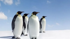 Najviac nekonečné zvieratá na svete