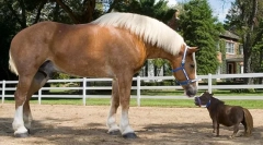 Najvyššie plemená koní