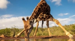 Najvyššie zvieratá na svete