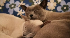 Zdravé chybné plemená