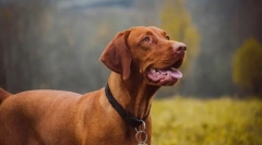 Najdôležitejšie plemená psov podľa veterinárnych rokov