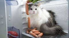 Väčšina brutal killer cats: top 5 príbehov