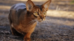 Najviac zlé mačky: 5 agresívnych plemien