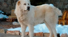 Najviac zlých plemien psov