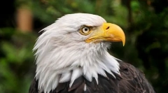 Najodčrškovitých zvierat