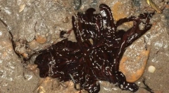 Najdlhší morský červ