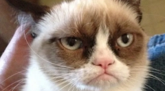 Saddest cat (foto): všetko o našichory