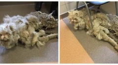 Najviac zarastená mačka na svete: história spásy