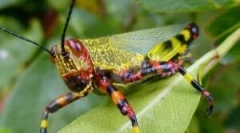 Sarangea: popis, životný štýl a poškodenie