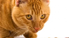 Vyvážená výživová mačka