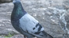 Tajomstvo zvieracieho sveta: prečo nie viditeľné mláďatá holubov a ako vyzerajú