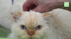 Selkirk rex - cat breed
