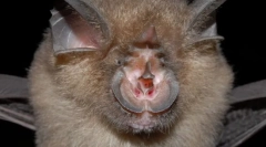 Family honeycomb. Zástupcovia