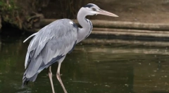Šedý heron