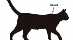 Vážna: antoonová mačka