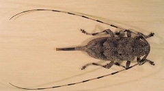 Šedá dlhá nedeľa