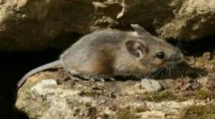Mriežky na ochranu domu od hlodavcov