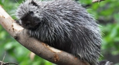 Severoamerická hrádza