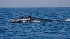 Hladká súprava north atlantic