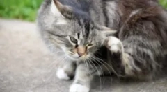 Blchy a roztoče šampóny pre mačky