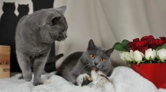 Chartresse cat (foto): obľúbená francúzska č