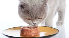 Sheba cat feed: veterinárne miestnosti a podrobný prehľad