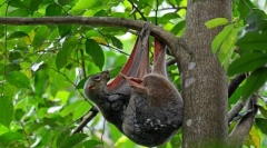 Satokel. Oddelenie cicavcov