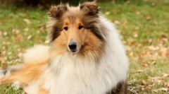Shetland shepherd