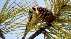 Schegol (hydina photo): obdivuje zvonenie spevu, bliká jasné perie