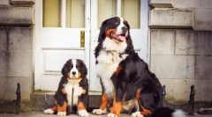 Šteniatka bernského zennenhund (foto): charakteristiky starostlivosti a vzdelávania