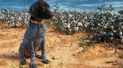 Šteniatka kurzhara (foto): odchod v dome a spoľahlivý pomocník na love