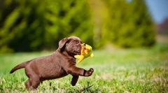 Labrador šteniatka (foto): pravidlá starostlivosti a vzdelávania