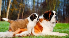 Senbernar šteniatka (foto): pravidlá starostlivosti a vzdelávania