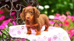 Šteniatka dachshunds (foto): nízky pes s vysokou inteligenciou a kúzlom