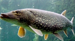 Pike: zaujímavé fakty o sladkovodnom predátorovi