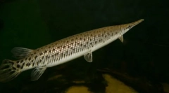 Pancierire pike