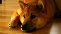 Shiba v