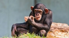 Šimpanz
