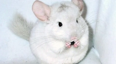 Chinchilla