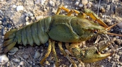 Rakovina širokoy očí