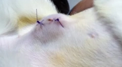 Bump na bruchu mačky po sterilizácii: stojí za to znepokojovať