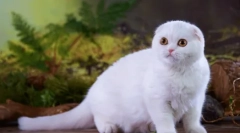 Scottish fold cat - standard, charakter, content funkcie