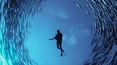 Hluk človeka zabíja ryby