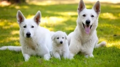 Swiss shepherd (foto): snehul biely pes - smrtiaci a chytrý priateľ