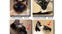 Siamská mačka: modrooký diamant v dome