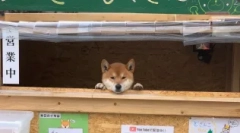 Siba inu: japonský psík s úsmevom