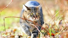 Sibírská mačka (foto): láskavé namáhavé s kráľovským charakterom