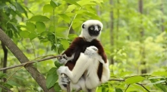 Sifka lemur